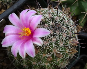 DSC08939Mammillaria boolii