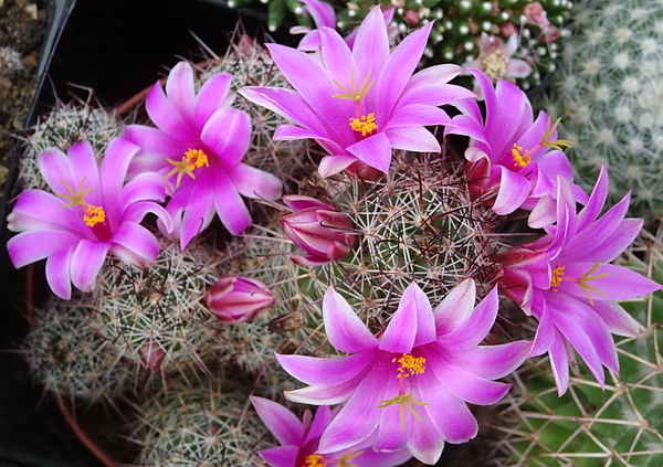 DSC08940Mammillaria mazatlanensis