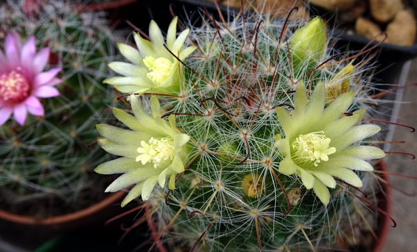 DSC08948Mammillaria bocasana ssp. eschauzieri