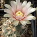 DSC08952Gymnocalycium arachnispinum TOM 07