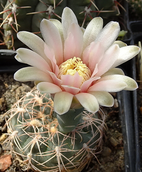 DSC08952Gymnocalycium arachnispinum TOM 07