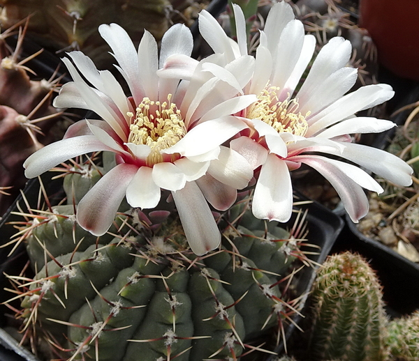 DSC08953Gymnocalycium baldianum v. albiflorum