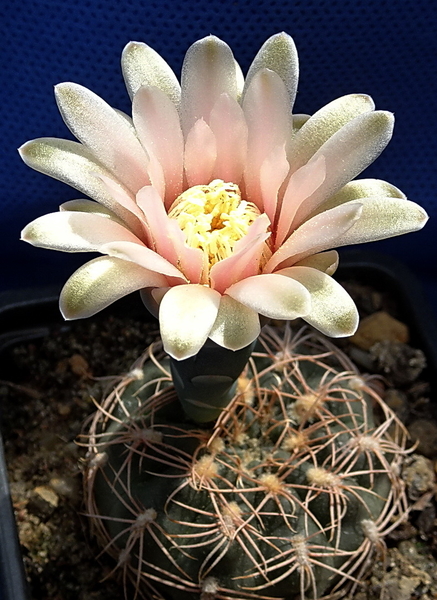 DSC08956Gymnocalycium arachnispinum TOM 07