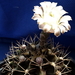 DSC08957Gymnocalycium friedrichii