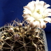 DSC08959Gymnocalycium friedrichii