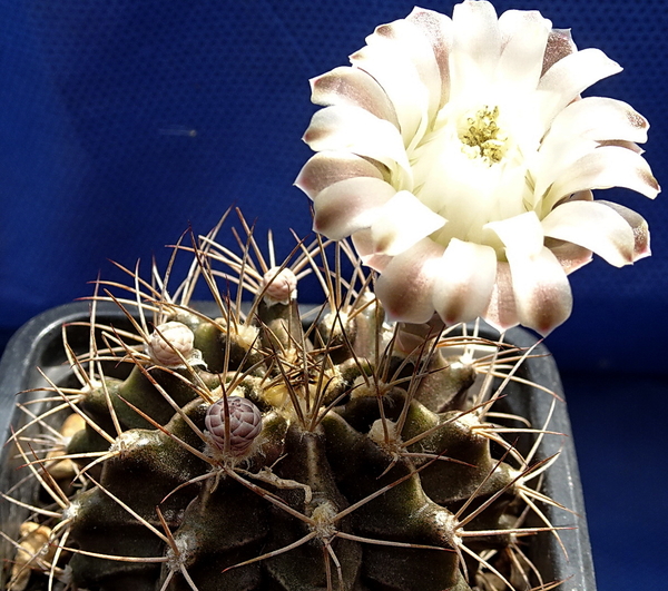 DSC08959Gymnocalycium friedrichii