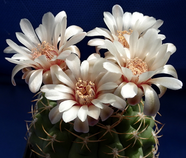 DSC08963Gymnocalycium guanchinense VS 39