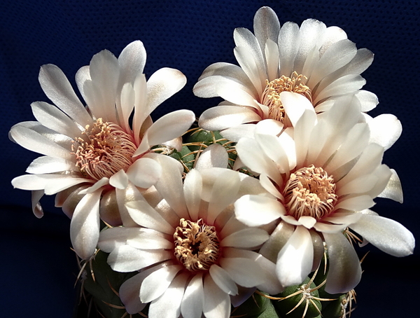 DSC08964Gymnocalycium guanchinense VS 39