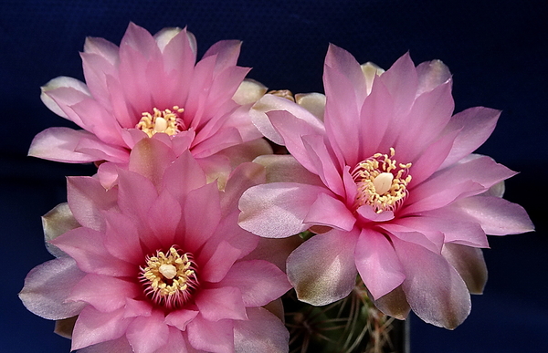 DSC08965Gymnocalycium lepidum