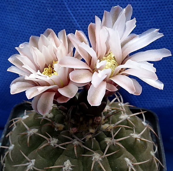 DSC08968Gymnocalycium ochoterenae v. cinereum