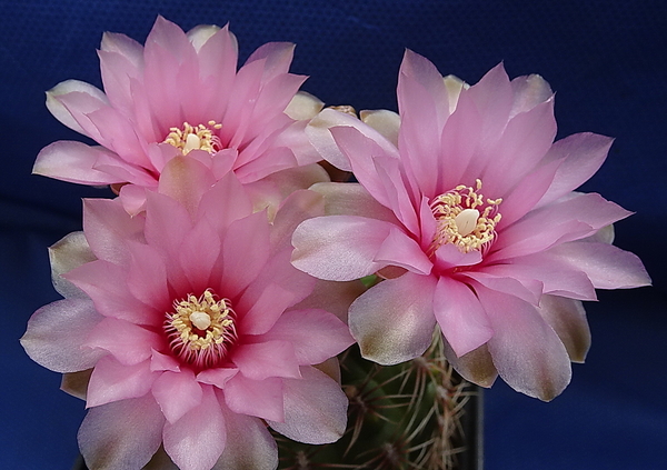 DSC08966Gymnocalycium lepidum