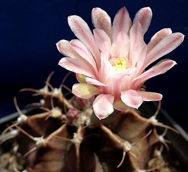 DSC08970Gymnocalycium friedrichii v. moserianum