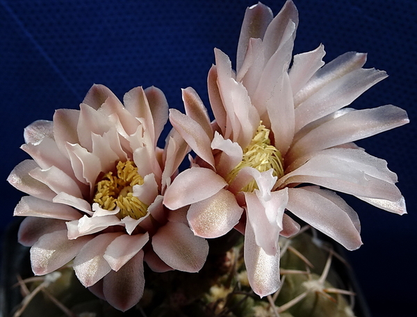 DSC08969Gymnocalycium ochoterenae v. cinereum