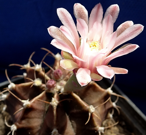 DSC08971Gymnocalycium friedrichii v. moserianum