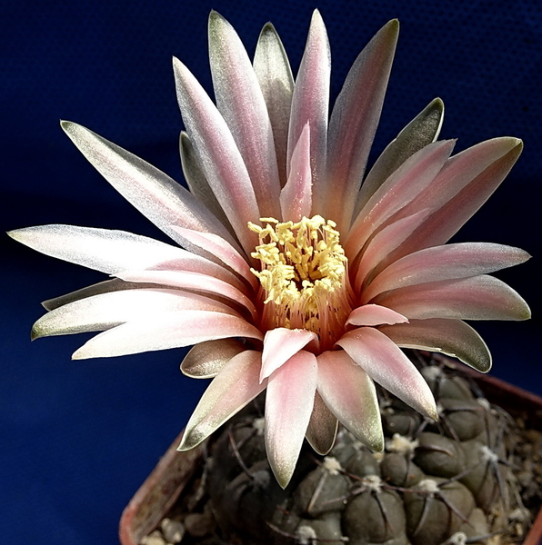 DSC08973Gymnocalycium berchtii VS 161