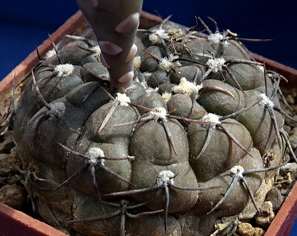 DSC08974Gymnocalycium berchtii VS 161