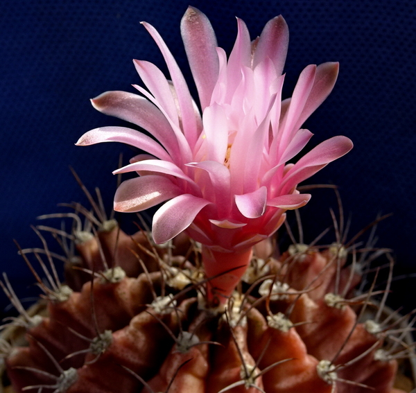 DSC08976Gymnocalycium friedrichii