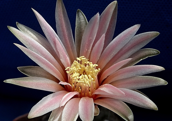 DSC08975Gymnocalycium berchtii VS 161