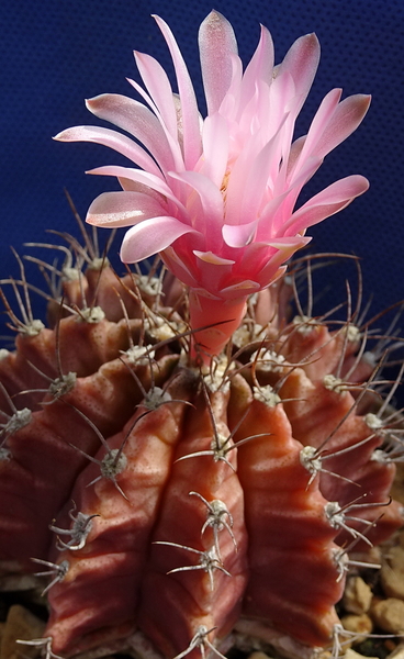 DSC08978Gymnocalycium friedrichii