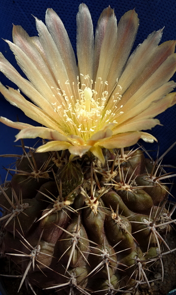 DSC08981Horridocactus tuberisulcatus