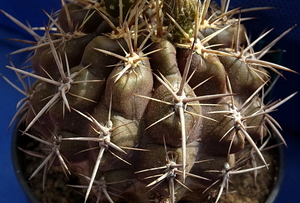 DSC08982Horridocactus tuberisulcatus