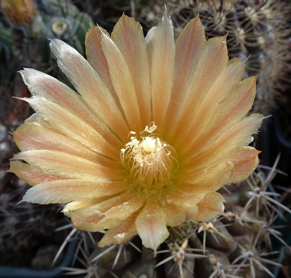 DSC08988Horridocactus tuberisulcatus