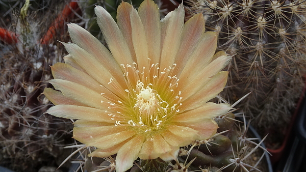 DSC08991Horridocactus tuberisulcatus