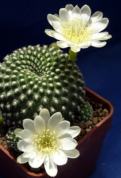 DSC09063Rebutia krainziana v. albiflora