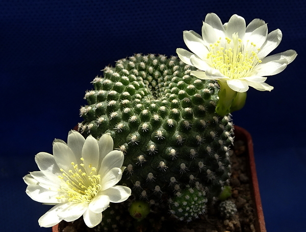 DSC09065Rebutia krainziana v. albiflora