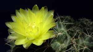 DSC09071Gymnocalycium andreae grandiflorum