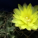 DSC09072Gymnocalycium andreae grandiflorum