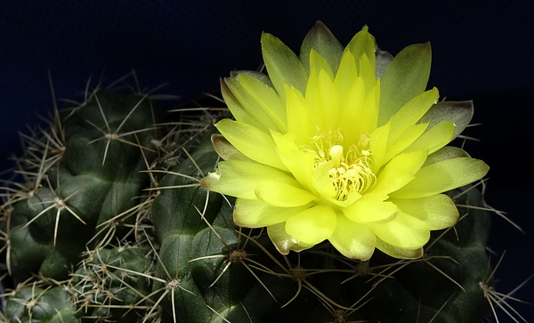 DSC09072Gymnocalycium andreae grandiflorum