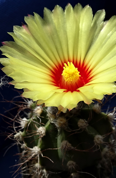 DSC09074Astrophytum capricorne