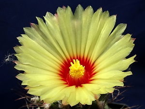 DSC09073Astrophytum capricorne