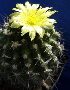 Copiapoa esmeraldana