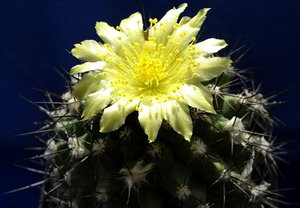 Copiapoa esmeraldana