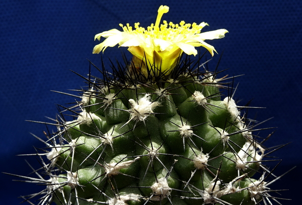 Copiapoa esmeraldana