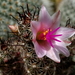 DSC09082Mammillaria thornberi ssp. yaquensis