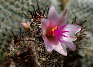 DSC09082Mammillaria thornberi ssp. yaquensis