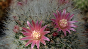 DSC09083Mammillaria bocasana ssp. roseiflora