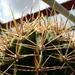 DSC09088Echinopsis leucantha JN400 Neuquén