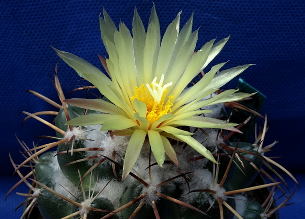 DSC09264Coryphantha sulcolanata