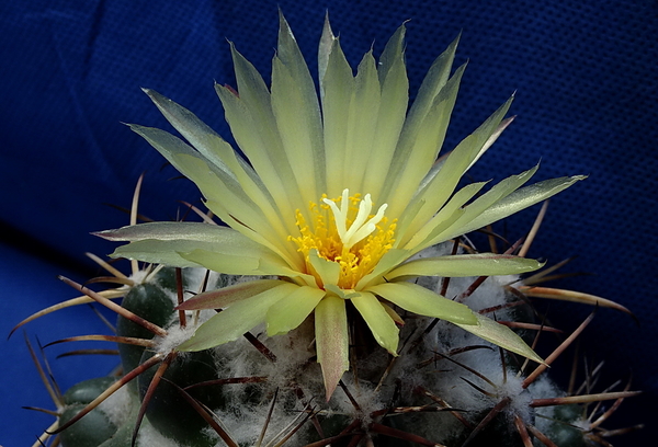 DSC09265Coryphantha sulcolanata