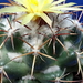 DSC09267Coryphantha sulcolanata