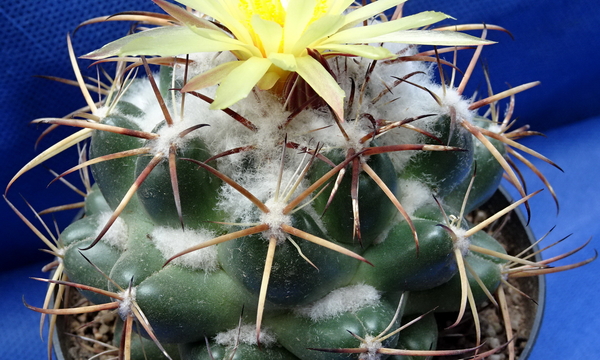 DSC09267Coryphantha sulcolanata