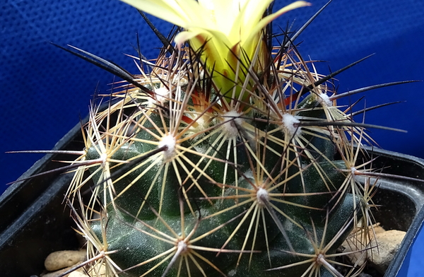 DSC09270Coryphantha nickelsiae