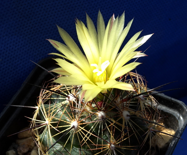 DSC09271Coryphantha nickelsiae