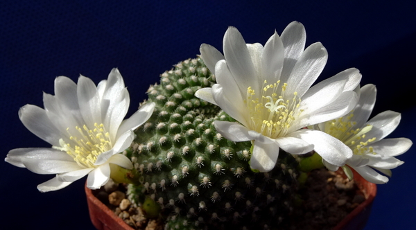 DSC09274Rebutia krainziana v. albiflora