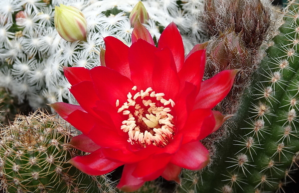 DSC09275Chamaecereus Lincoln Warpaint