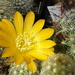 DSC09277Rebutia marsoneri